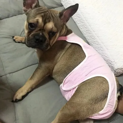 Calzón De Celo Taje De Baño Perritas Pollito & Huevo