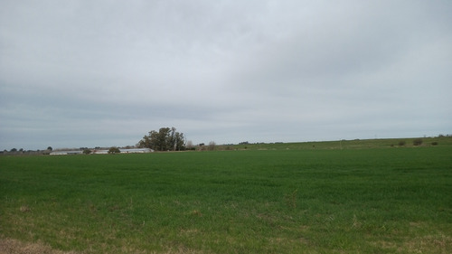 Campo Agrícola/ganadero/avícola 