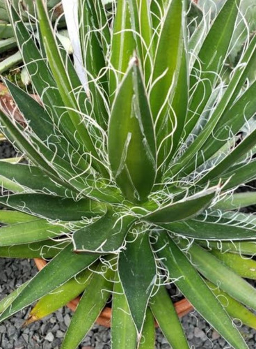 Agave Filifera, Mp