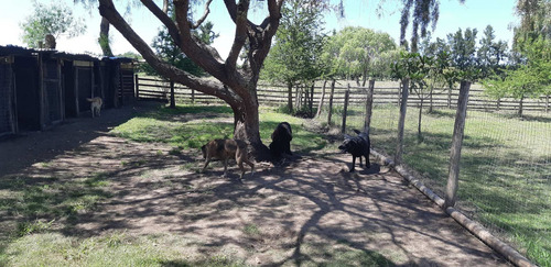 Imagen 7 de 10 de Hotel Pensionado Para Perros Guarderia