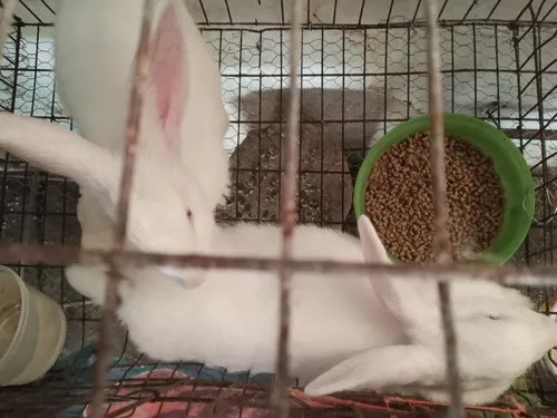 Conejos Mascotas O Para Cria