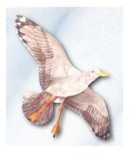 Cometa Jackite Sea Gull, 425 Envergadura