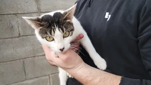 Gato En Adopción Urgente Aprox 4 Meses