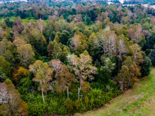 Imagen 9 de 13 de Campo Subdividido De 49,2ha - Villarrica