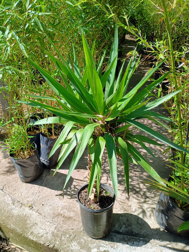 Palo Tropical, Yuca Pie De Elefante, Yuca Fina E15