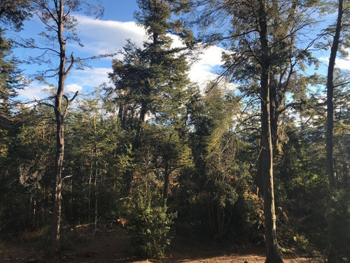 Imagen 13 de 27 de Lote De 3.079m2 En Bº Calfuco A Metros Del Lago Nahuel Huapi, Villa La Angostura