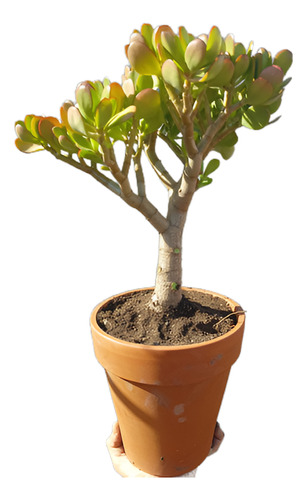 Hermoso Árbol De Jade