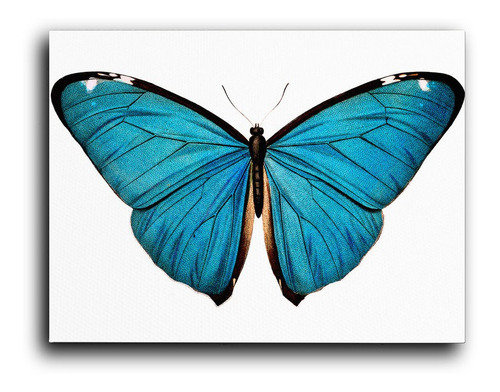 Cuadro Decorativo Canvas 100x140cm Mariposa Azul Sala Rosa