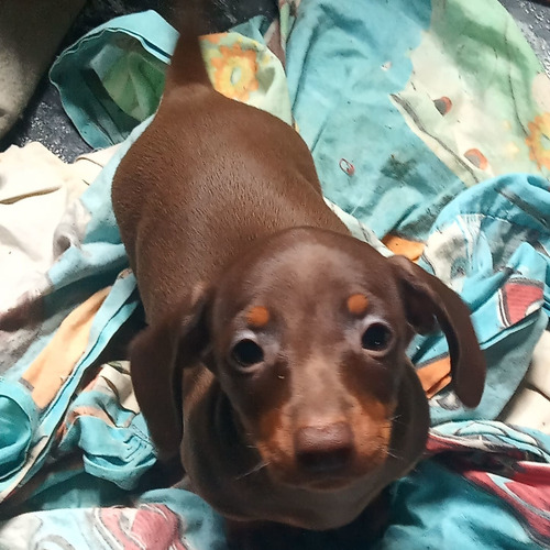 Imagen 3 de 4 de Daschund Arlequin Chocolate