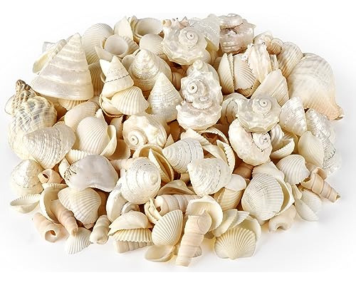 Sea Shells - 1.5'' To 2.5'' Mixed Beach Seashells - Nat...