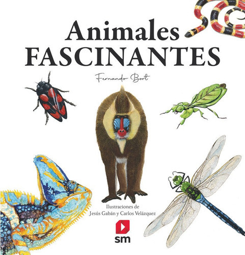 Animales Fascinantes, De Bort Misol, Fernando. Editorial Ediciones Sm, Tapa Dura En Español
