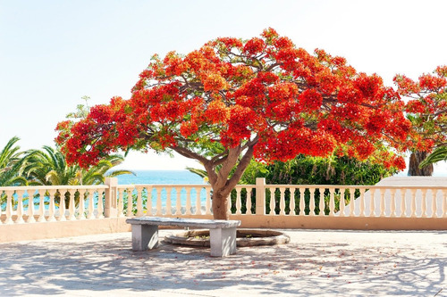 Semillas De Arbol En Llama - Delonix Regia X 4 Unidades