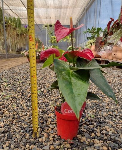 Mini Antúrio Vermelho Planta Adulta E Natural Pote 09 | Parcelamento sem  juros