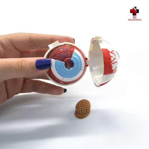Modelo Corpo Humano - Globo Ocular / Olho - 4d Master