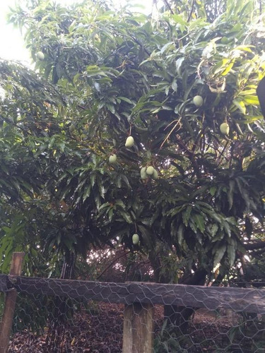 Chácara Com 4 Dormitórios À Venda, 240 M² Por R$ 420.000,00 - Chácaras Recanto Da Colina Verde - Campinas/sp - Ch0516