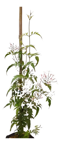 Planta Jazmín Enredadera Cuidados