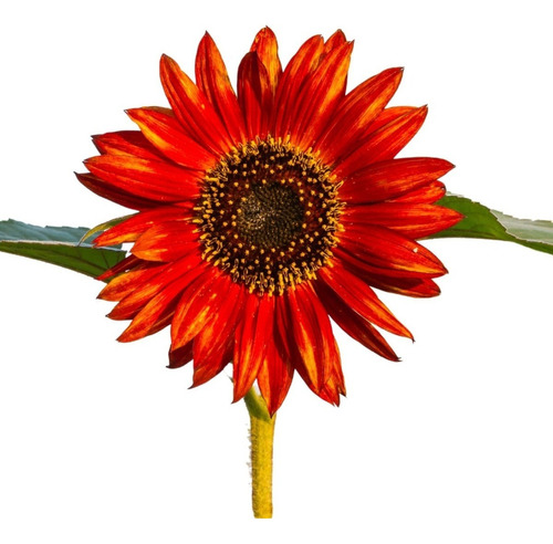 Semillas De Girasol Flor Gigante Rojo Semilla Flores