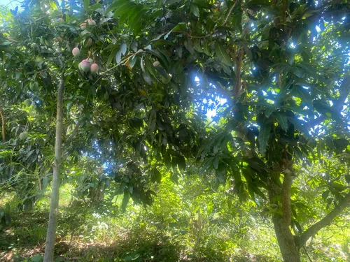 Lote Terreno No 2 - Anapoima, Colombia - Finca Para Agricultura