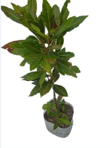 Planta Laurel - Nobilis ( Comestible )  No Hago Envios