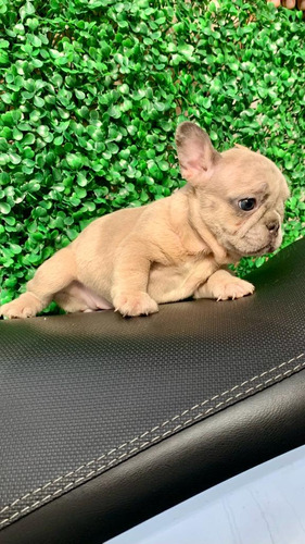 Bulldog Francés Blue Fawn Merle Ojos Azules 