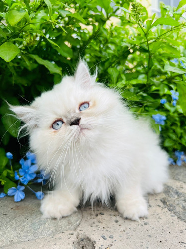 Gato Ragdoll @criadores.peru