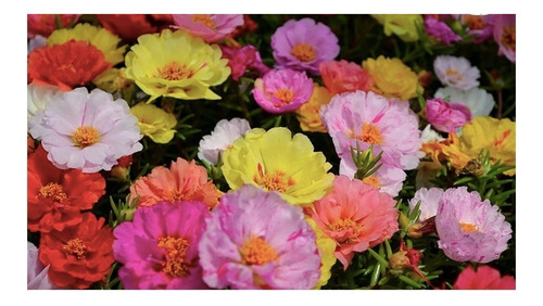 Semillas De Flor Verdolaga  Portulaca Grandiflora 