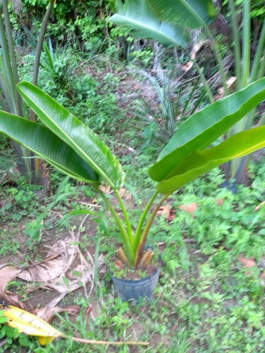 Palmeira Do Viajante 1,5m Ravenala - Retirar L Freitas - Ba