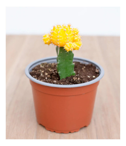 Planta Cactus Coreano Fucsia Amarillo Rojo 