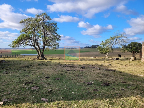 Imagen 9 de 29 de Campo 189hás Forestal/ganadero Rocha
