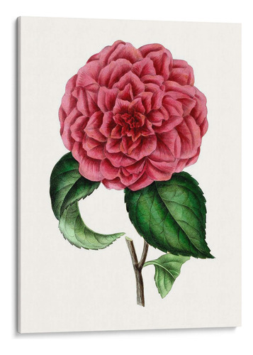 Canvas Lab Cuadro Grand Blooms Iii 60x80