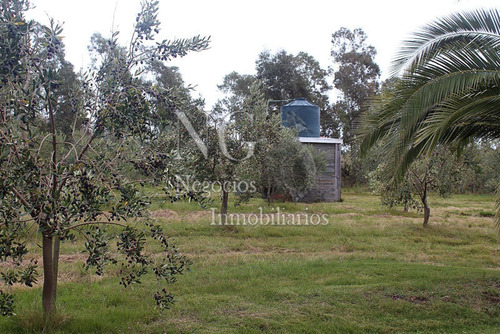 11 Ha. Y Media De Campo Con Olivos En Ruta 8