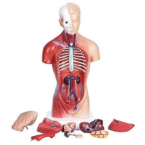 Modelo De Cuerpo De Torso Humano, Anatmico Y Mdico, Rganos I