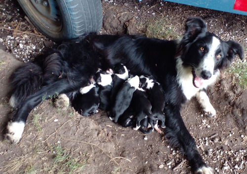 Cachorros Border Collie 