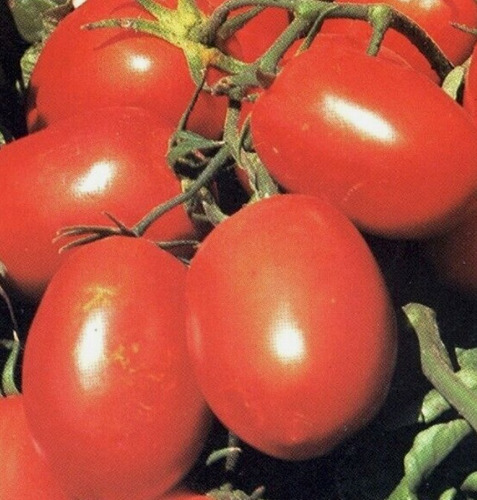 100 Semillas De Tomate Arbusto + Instructivo 