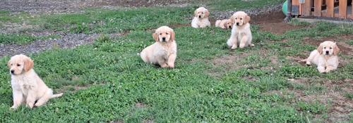 Cachorros Golden Retriver Temuco 