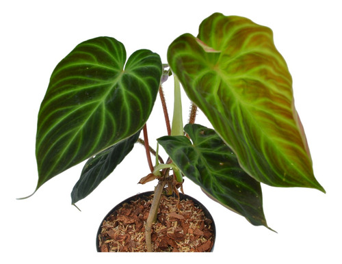 Filodendron Verrucusum Fantasy