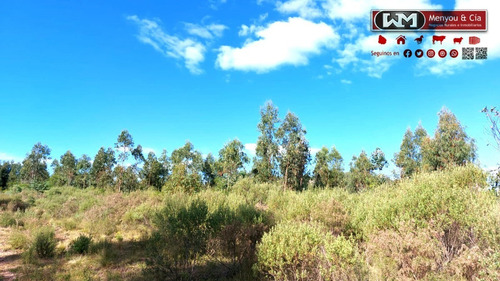 Imagen 11 de 12 de Venta Campo Lavalleja 490 Has Forestal Ganadero 217has En Rebrote Forestal Suelos 2.11a Y 2.11b
