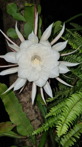 Mudas Cacto Flor Branca Dama Da Noite Com 3 Mudas Lindas | Parcelamento sem  juros
