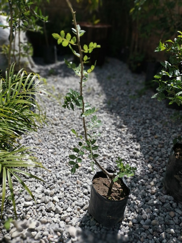 Arbol De Copal