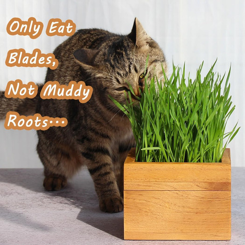 Maceta De Madera Para Gatos (no Incluye Semillas) Con Discos