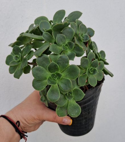 Aeonium Haworthii Rosa Verde Suculenta De Coleccion