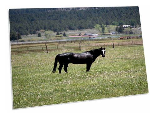 Caballo Negro Parado Viento Prado Pinos. Mantele Para