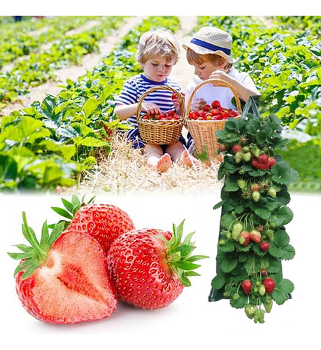 Macetero Colgante Para Fresas Y Tomates Al Revés