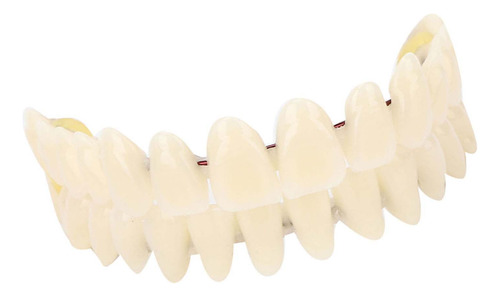 Dentadura De Resina, Modelo Didáctico De Dientes Dentales, 1