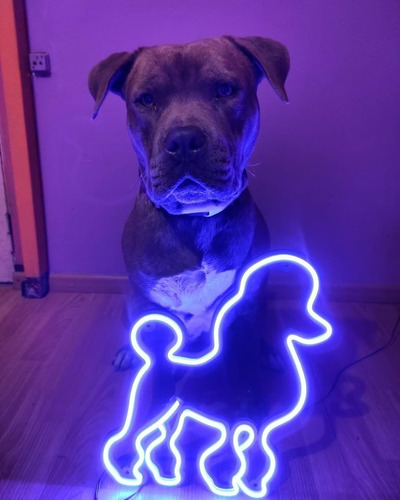 Cartel Mascota Perro  En Neón Led / Deco  / Figuras / Hogar