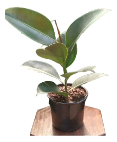 Ficus Elasticus Cabernet - Gomero - Plantas De Interior 