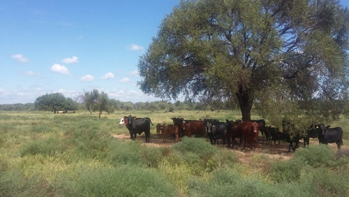 Imagen 25 de 30 de Se Vende Campo En Cordoba Listo Para Trabajarlo