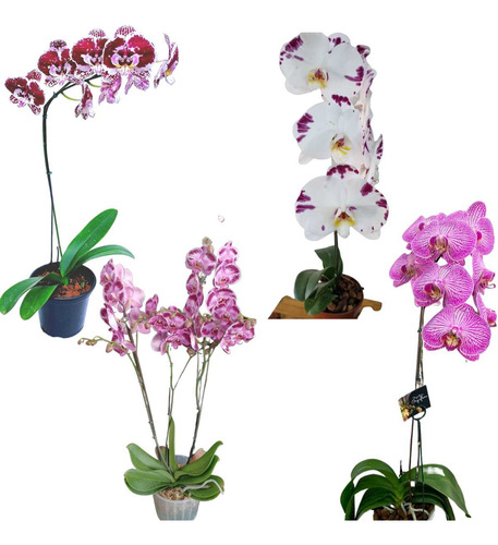 Kit 10 Mudas De Orquideas Phalaenopsis Cor Mista Surpresa