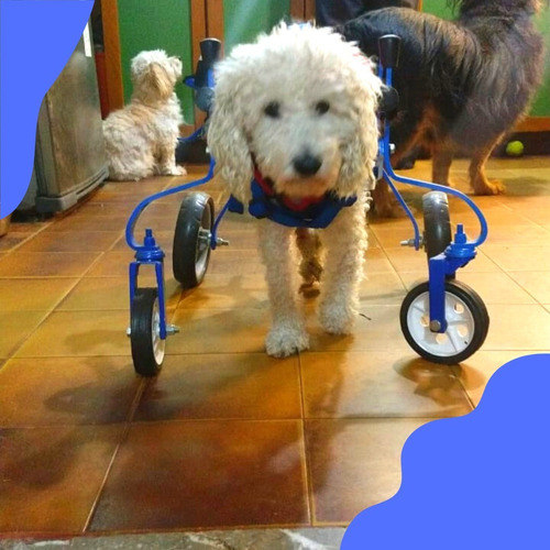 Silla De 4 Ruedas Para Perros Wocars