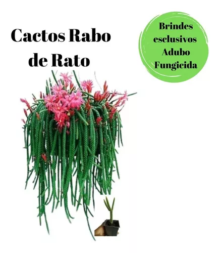 Cacto Rabo De Rato Flor Rosa Raros Coleção Novidade